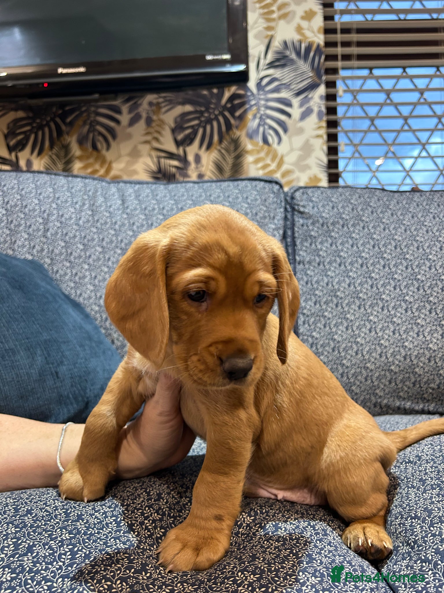 Cockerdor dogs  cockerdor puppies  - Advert 10