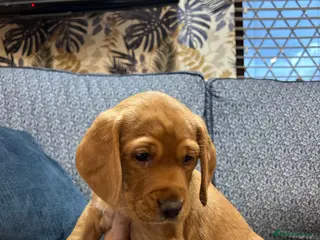 Cockerdor dogs cockerdor puppies - Advert 10