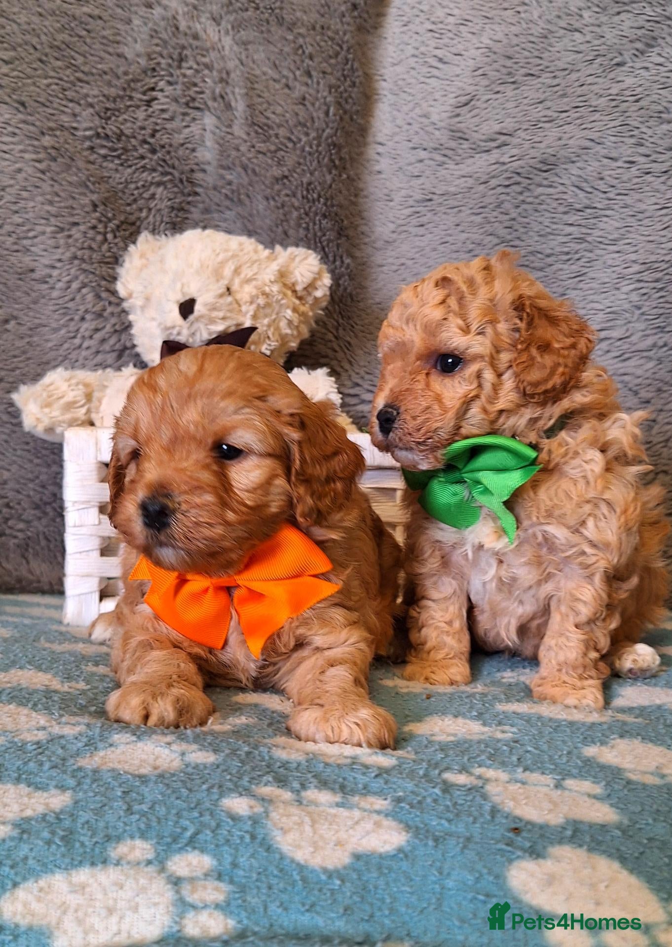 Cavapoochon dogs Gorgeous Health tested F1 Cavapoochon pups - Advert 13