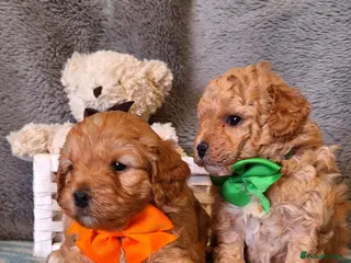 Cavapoochon dogs Gorgeous Health tested F1 Cavapoochon pups - Advert 2