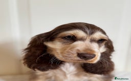 Cocker Spaniel dogs for sale: Last 2 boys fully vaccinated health checked  - Image 28