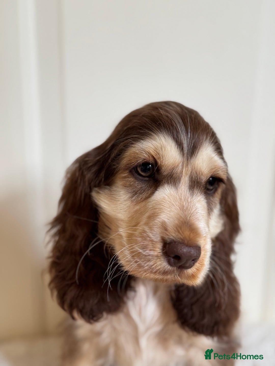 Cocker Spaniel dogs for sale: Last 2 boys fully vaccinated health checked  - Image 28