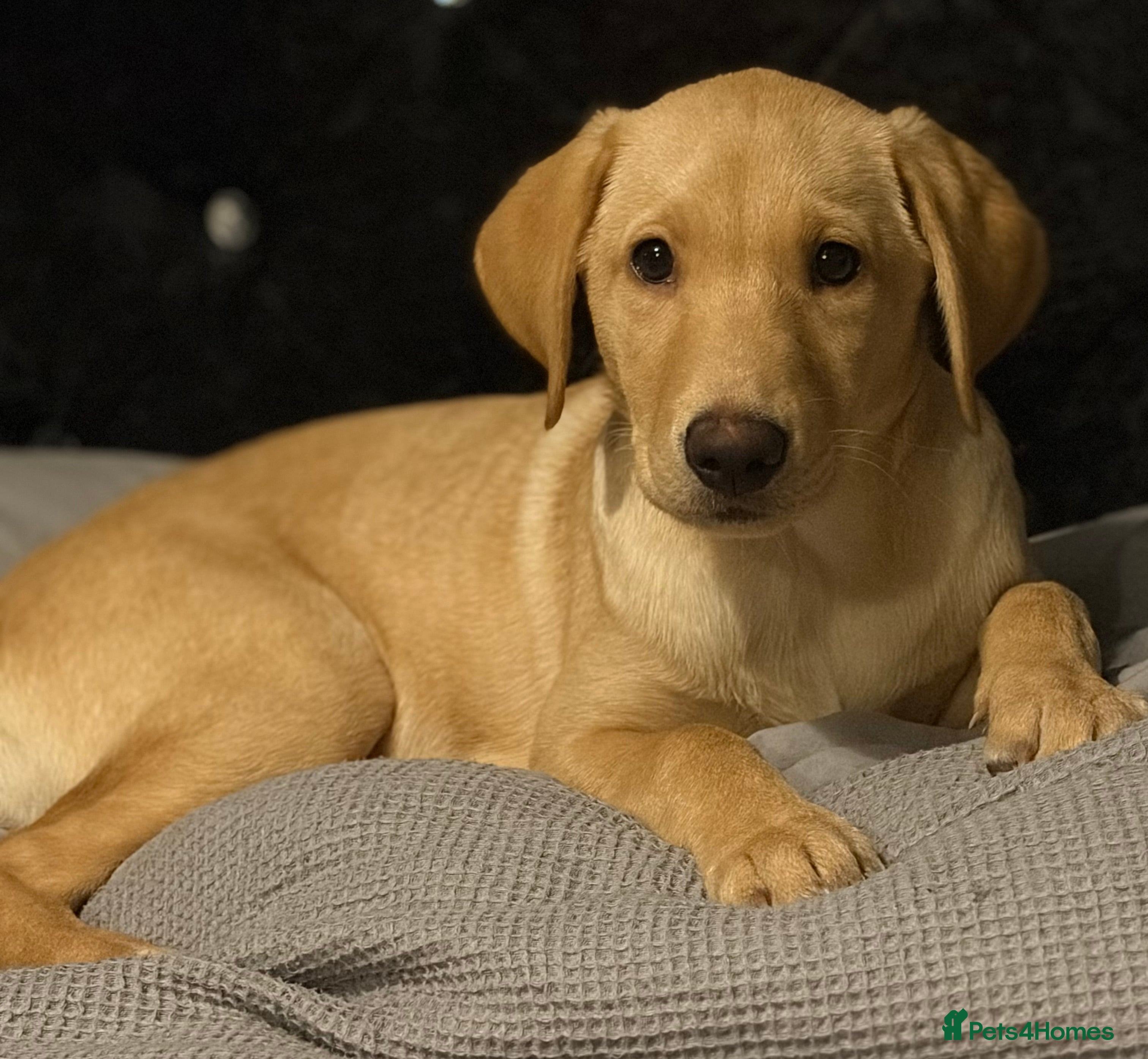 Labrador Retriever dogs Labrador Retriever Puppy  - Advert 1