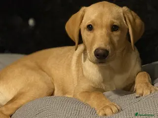 Labrador Retriever dogs Labrador Retriever Puppy - Advert 1