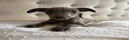 Whippet dogs for sale: Beautiful KC Registered Whippets  - Advert 19