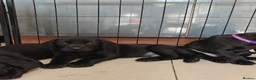 Labrador Retriever dogs for sale: Beautiful Black Labrador Boys Ready Soon - Advert 1