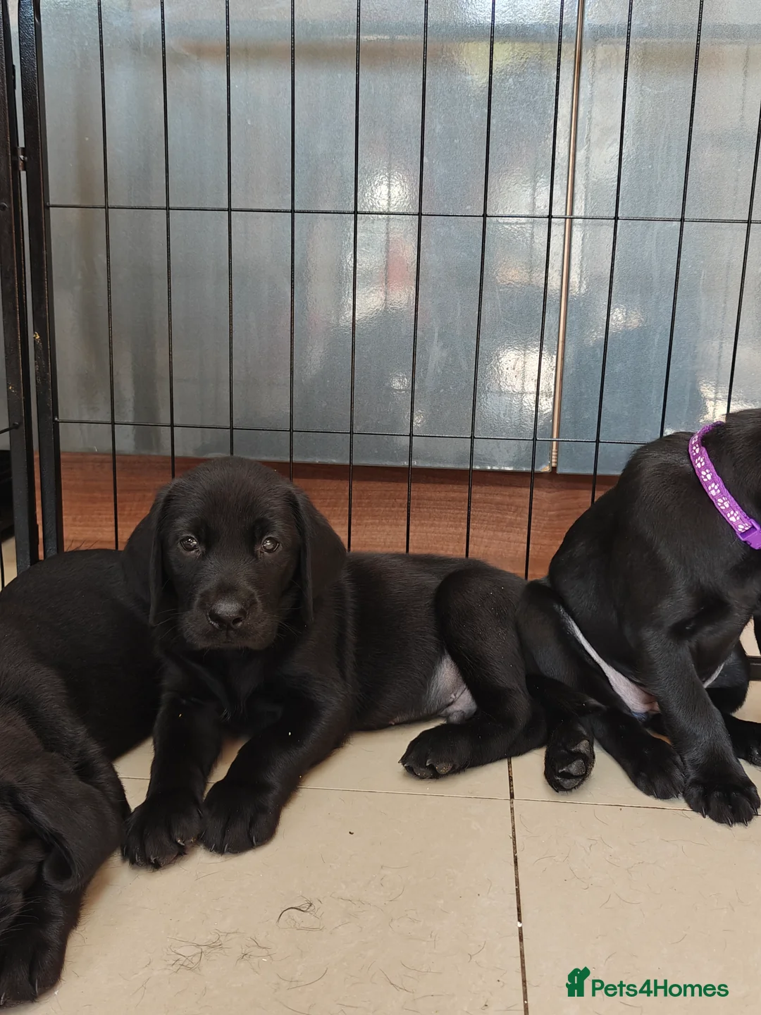 Labrador Retriever dogs for sale: Beautiful Black Labrador Boys Ready Soon - Advert 1
