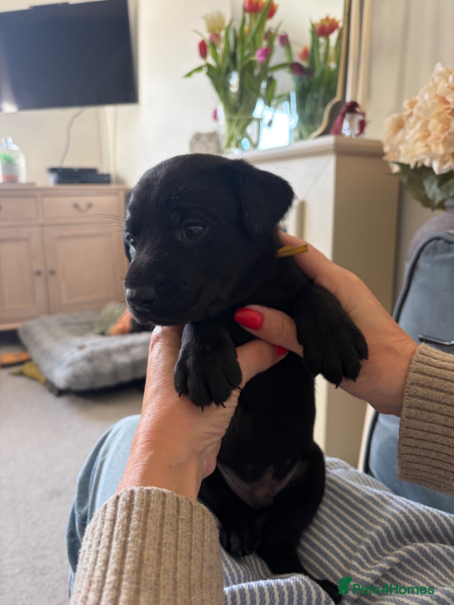 Labrador Retriever dogs 5 black Labrador boys available - Advert 2