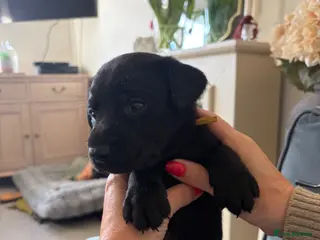 Labrador Retriever dogs 5 black Labrador boys available - Advert 1