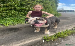 English Bulldog dogs for sale: English bulldog looking for new forever home - Image 3