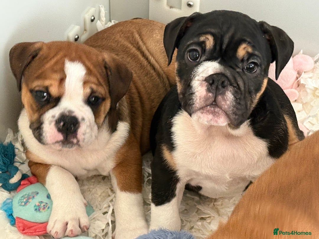 English Bulldog dogs for sale: English bulldog puppies  - Image 11