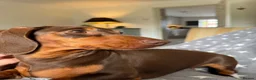 Miniature Dachshund dogs for sale: KC reg Chocolate miniature smooth puppies - Advert 5
