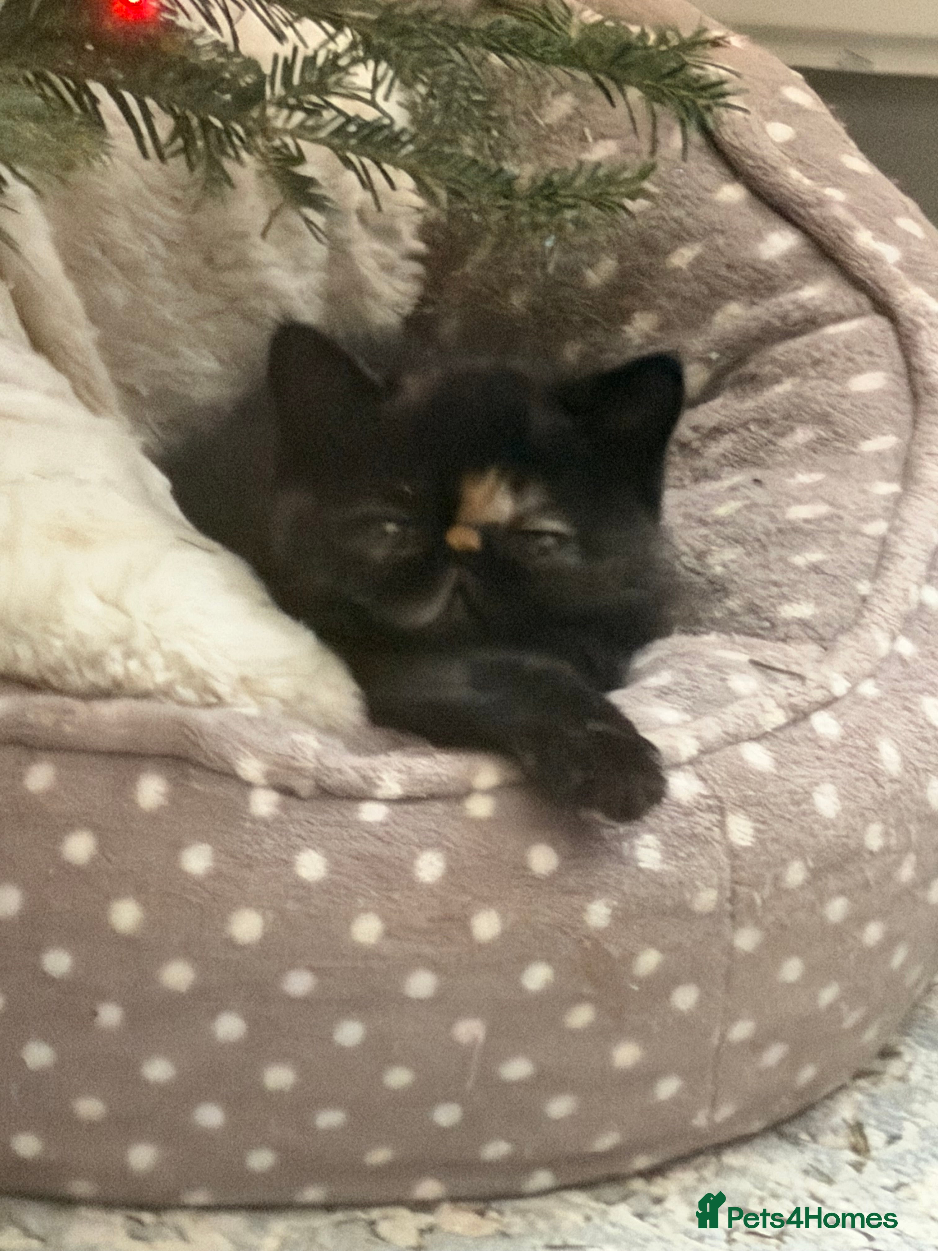 Exotic cats Beautiful two GCCF registered tortie girls  - Advert 1