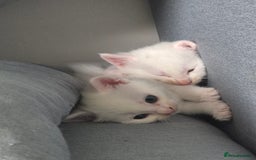 Mixed Breed cats for sale: Pure white kittens - Image 5