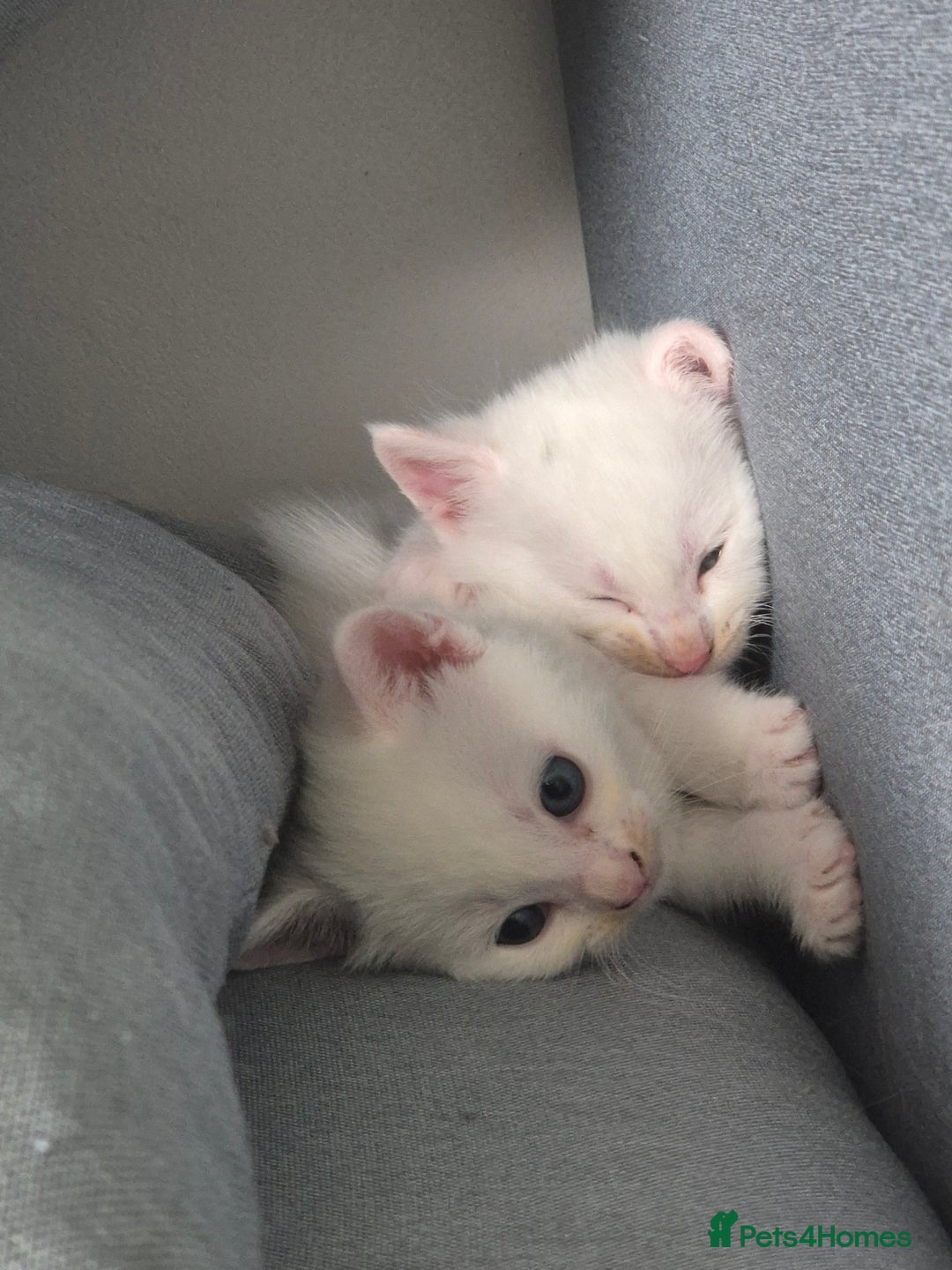 Mixed Breed cats for sale: Pure white kittens - Image 5