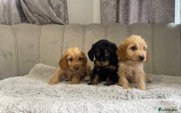 Cockapoo dogs for sale: Beautiful F1 cockapoos ready now  - Image 16