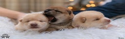Japanese Shiba Inu dogs for sale: Outstanding quality two girls available. - Advert 10
