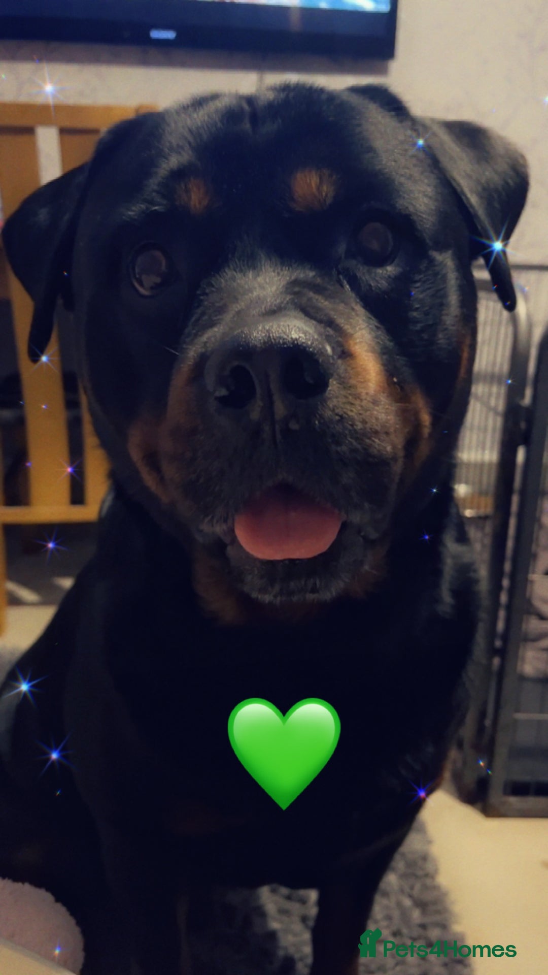 Rottweiler dogs for stud: Ralph the Rottweiler🔥 - Image 17