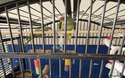 Ringnecks birds for sale: Alexander ringnecks - Image 2