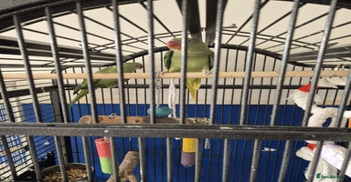 Ringnecks birds - Advert 1