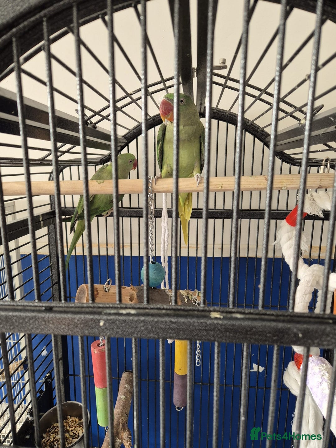 Ringnecks birds for sale: Alexander ringnecks - Image 2