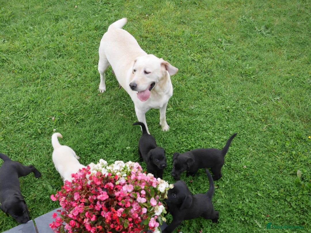 Labrador Retriever dogs for sale: Stunning Health Tested Labrador Puppies - Image 11