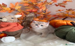 British Shorthair cats for sale: Blue Golden British Shorthair - Image 12
