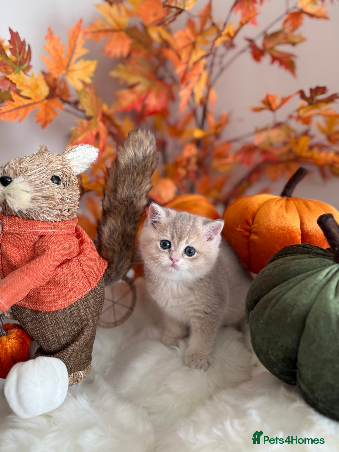 British Shorthair cats for sale: Blue Golden British Shorthair - Image 12