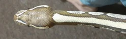 Python Snake reptiles for sale: Caramel ball python  - Advert 2