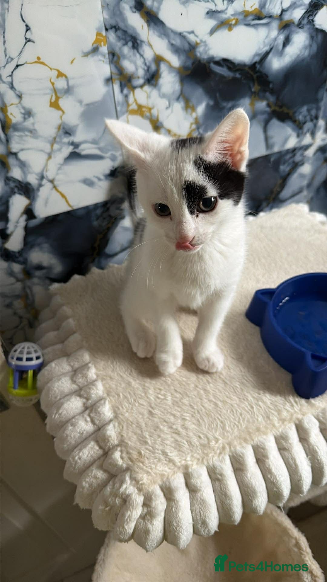 British Shorthair cats for sale: Patch  - Advert 1