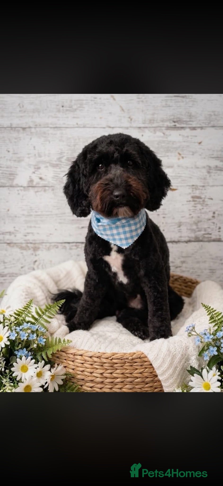 Cockapoo dogs Cockapoo - Advert 1