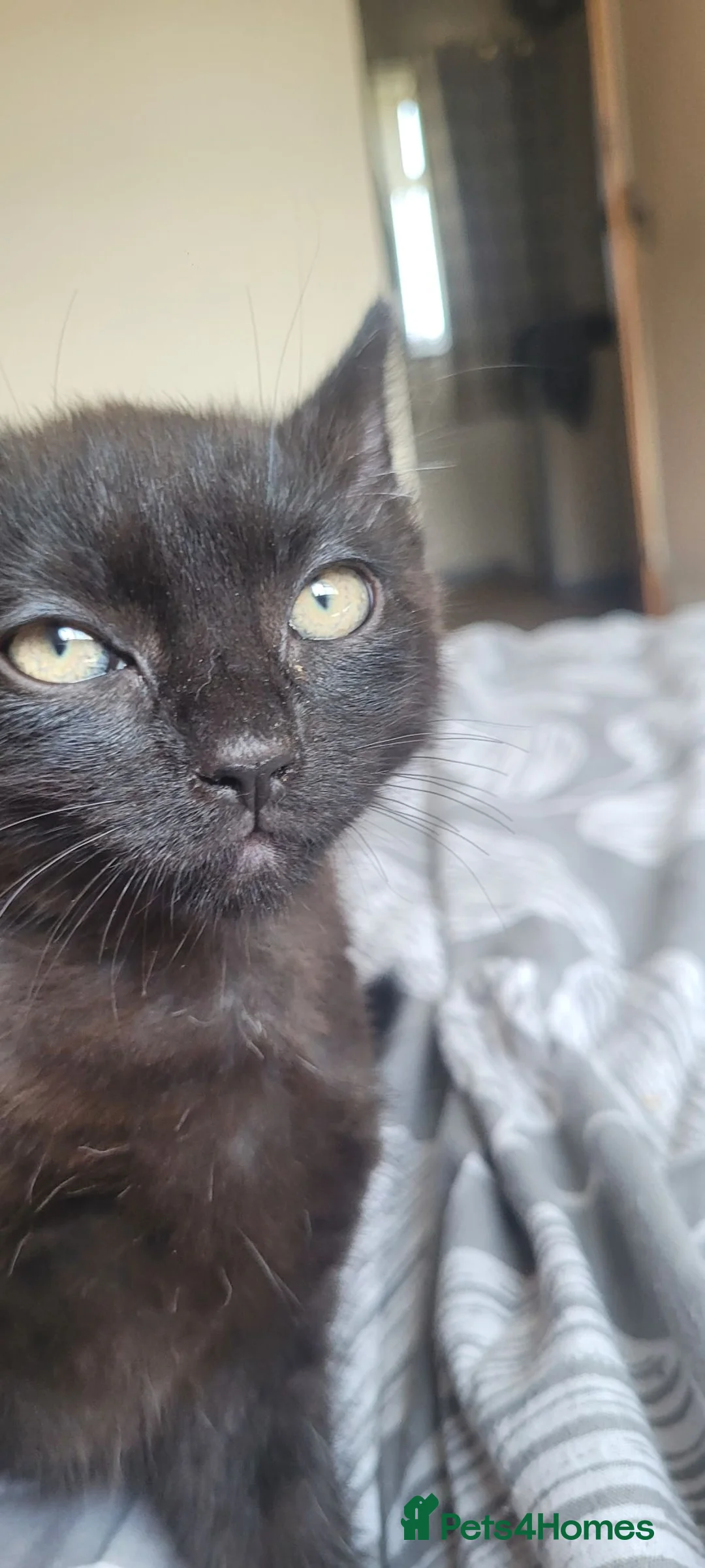 British Shorthair cats for sale: Lovely kittens  - Advert 2