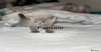 British Shorthair cats - Advert 8