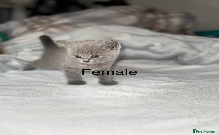 British Shorthair cats - Advert 8