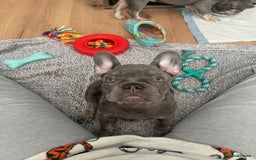 French Bulldog dogs for sale: Reduced Fench bulldogs open to closet offer - Image 25