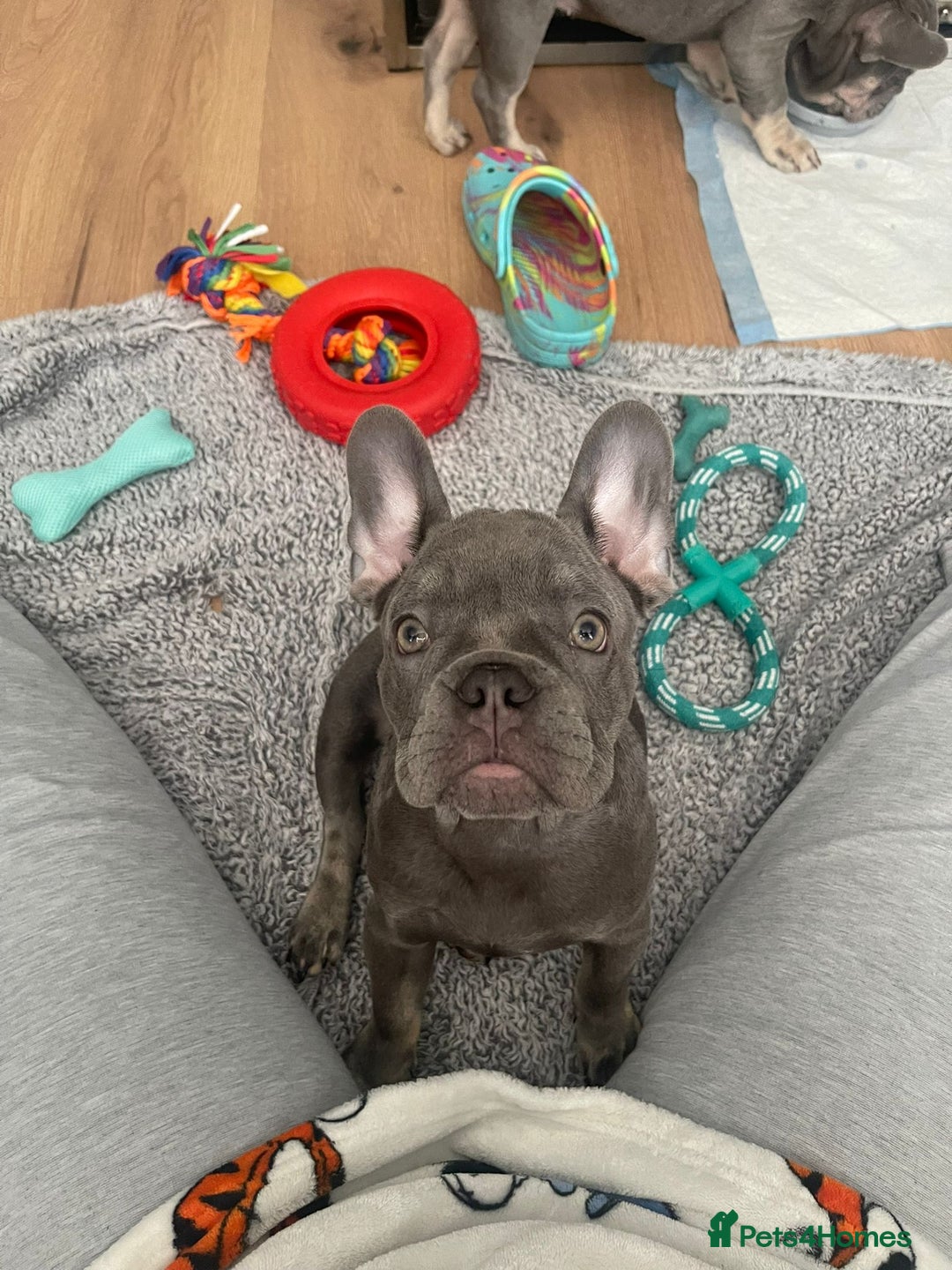 French Bulldog dogs for sale: Reduced Fench bulldogs open to closet offer - Image 25