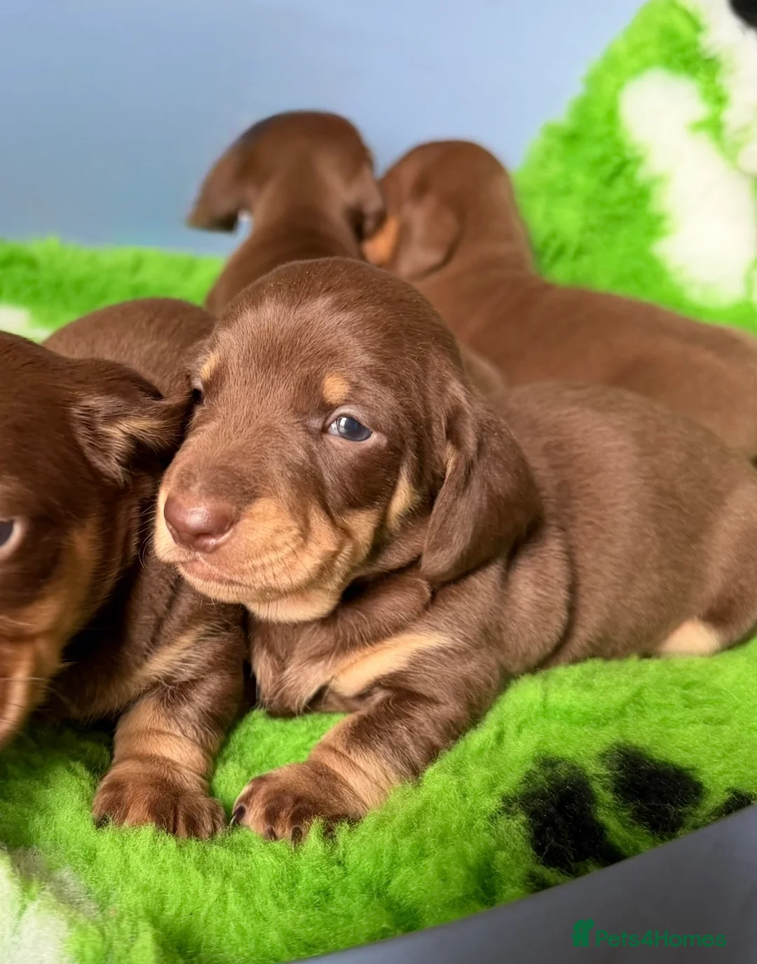 Miniature Dachshund dogs for sale: Mini smooth dachshund boys  - Advert 1
