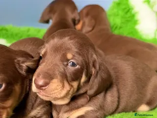 Miniature Dachshund dogs Mini smooth dachshund boys - Advert 1