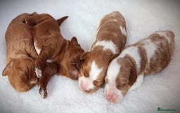 Cavapoo dogs for sale: 🌟Rare F1b Reverse Cavapoo(3/4 Cavalier1/4 Poodle) - Image 4