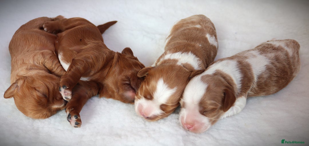 Cavapoo dogs for sale: 🌟Rare F1b Reverse Cavapoo(3/4 Cavalier1/4 Poodle) - Image 4