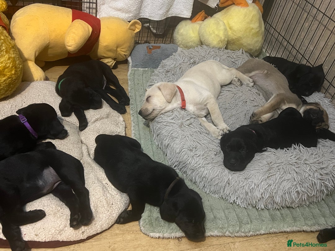 Labrador Retriever dogs for sale: Beautiful Labrador  - Advert 25