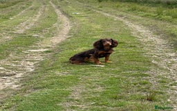 Cocker Spaniel dogs for sale: Stunning KC Working Cocker Spaniel Puppies - Image 18
