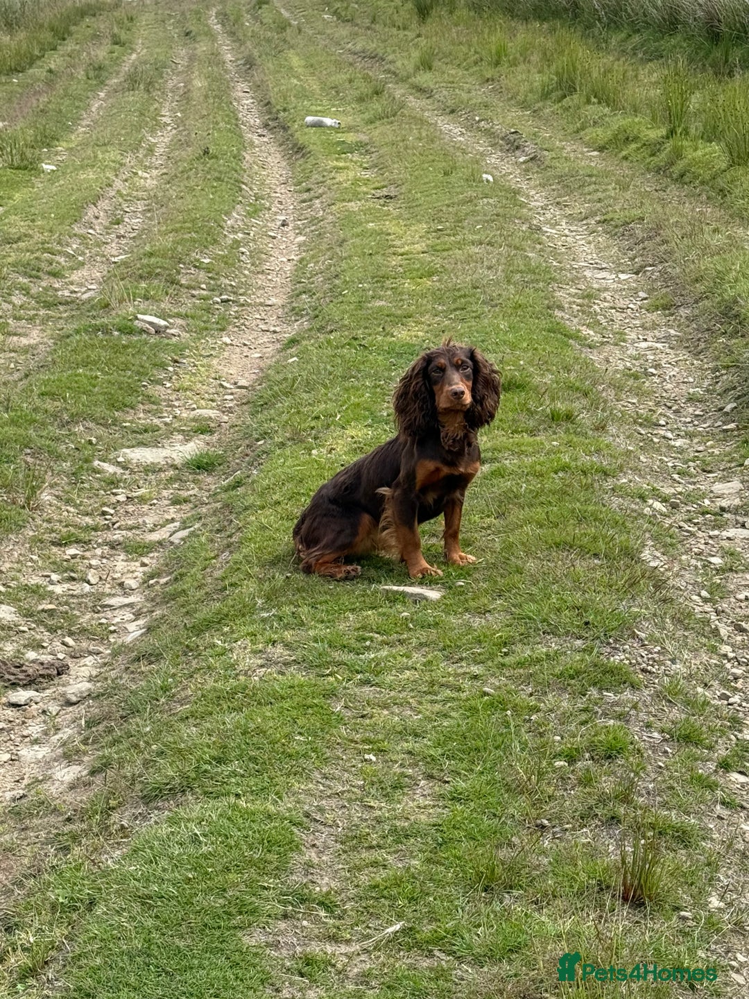 Cocker Spaniel dogs for sale: Stunning KC Working Cocker Spaniel Puppies - Image 18