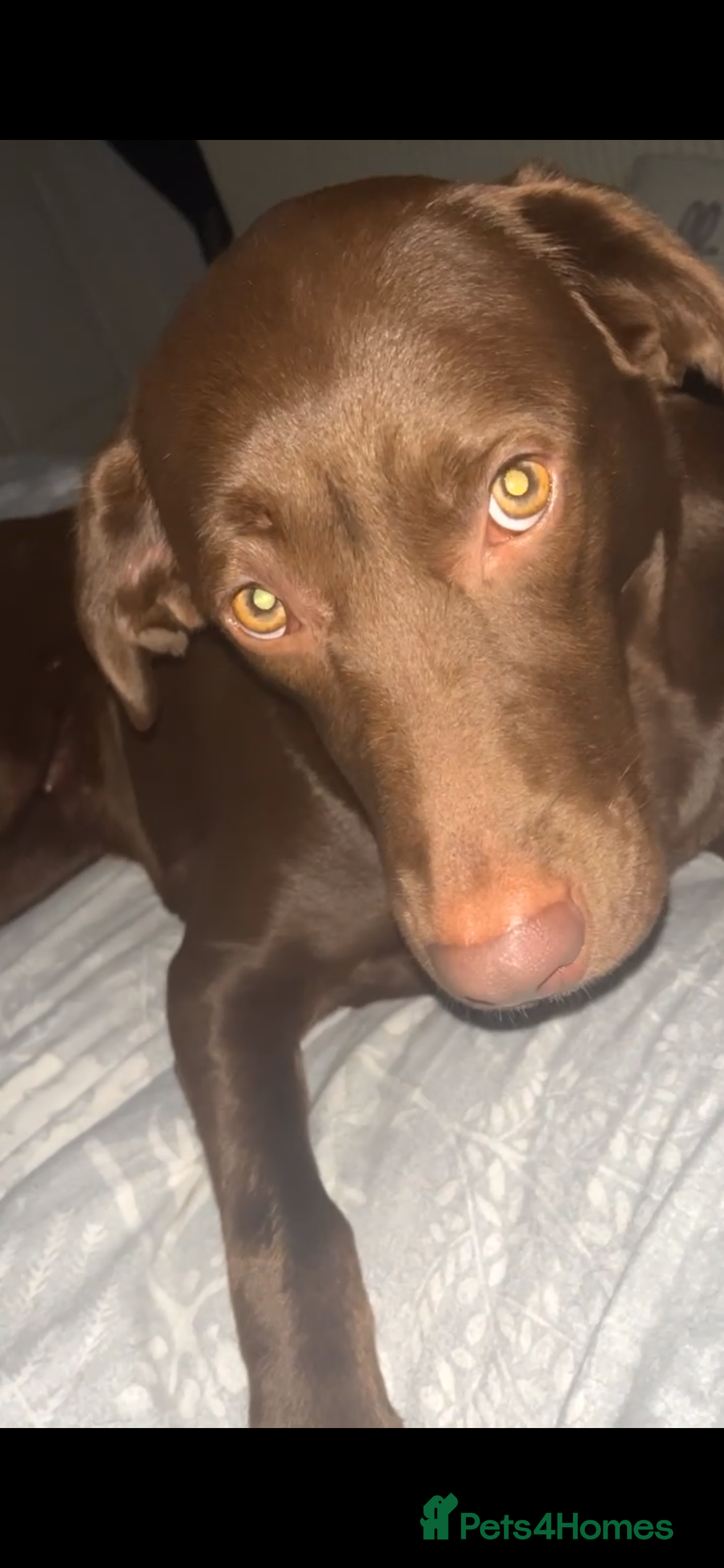 Labrador Retriever dogs Chocolate Labrador  - Advert 1