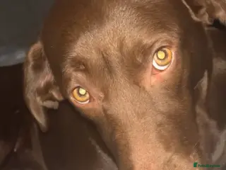 Labrador Retriever dogs Chocolate Labrador - Advert 1