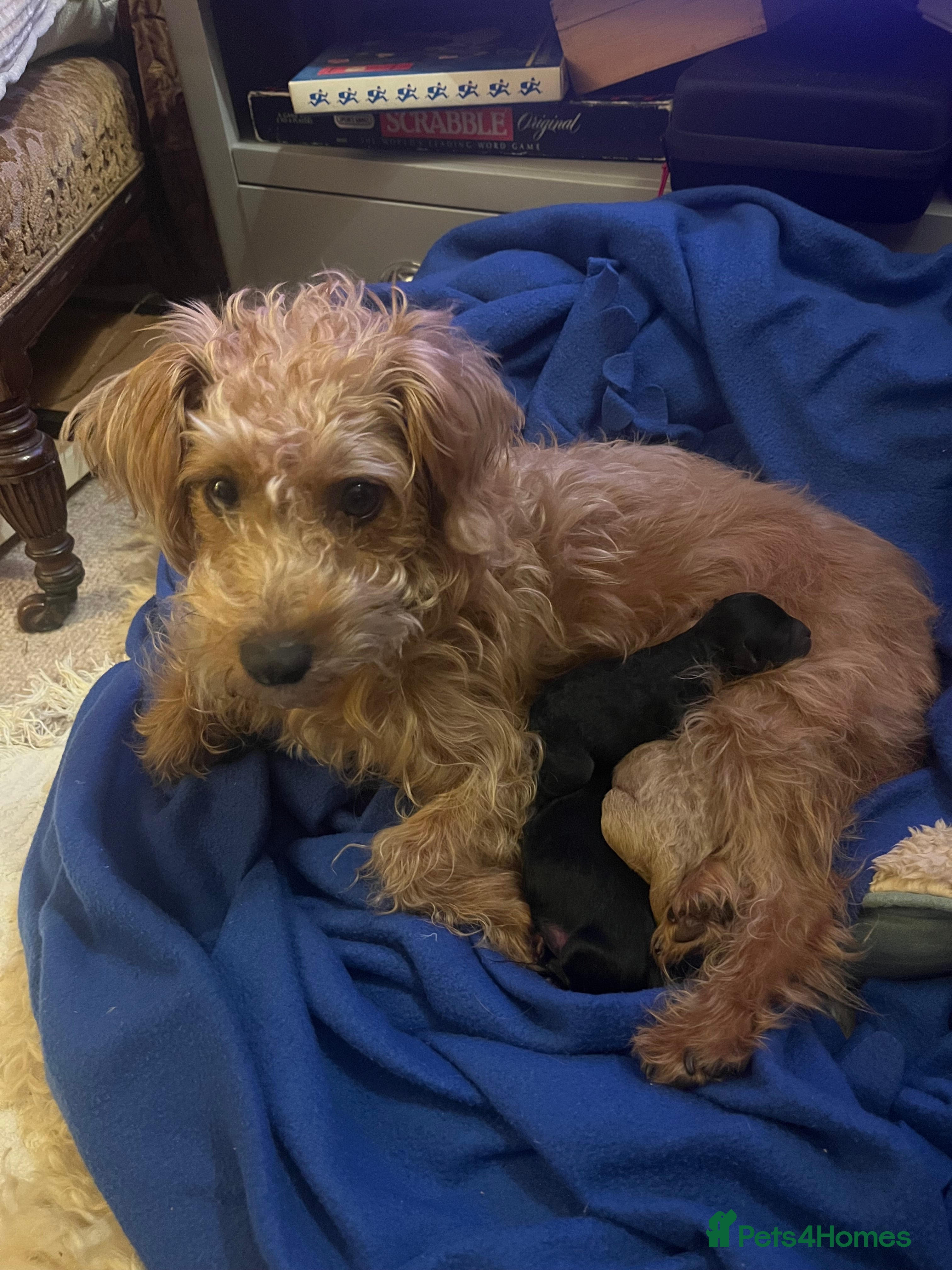 Mixed Breed dogs Jack Russel poodle cross - male pup - Advert 5