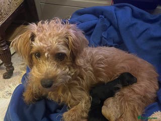 Mixed Breed dogs Jack Russel poodle cross - male pup - Advert 3