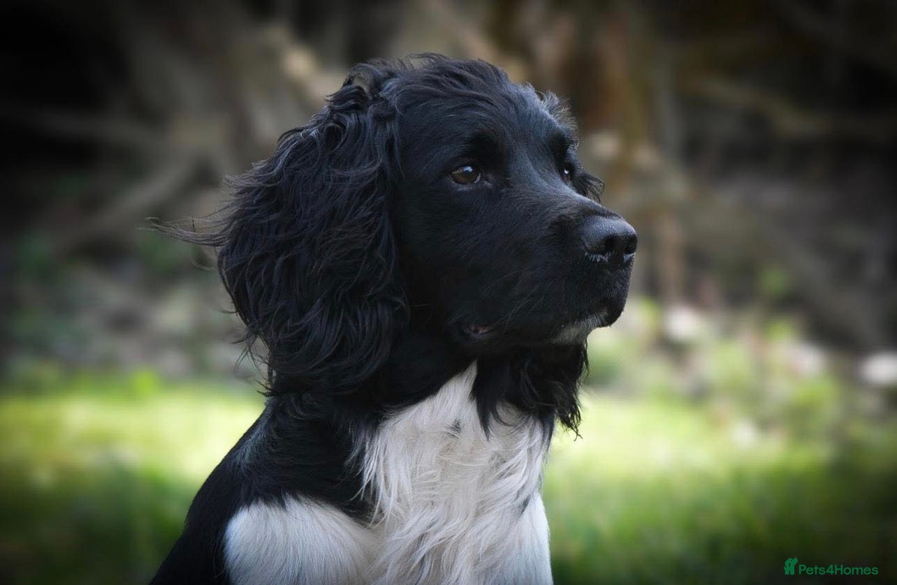 English Springer Spaniel dogs Kc springer spaniel puppies due soon  - Advert 2