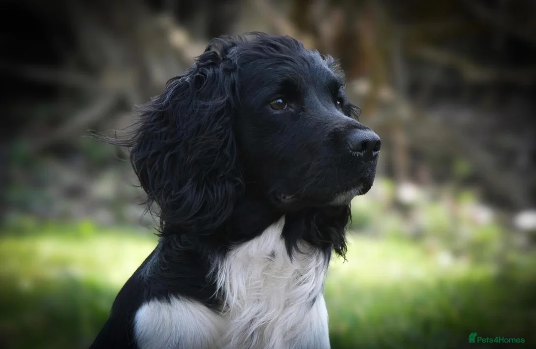 English Springer Spaniel dogs for sale: Kc springer spaniel puppies due soon  - Advert 1
