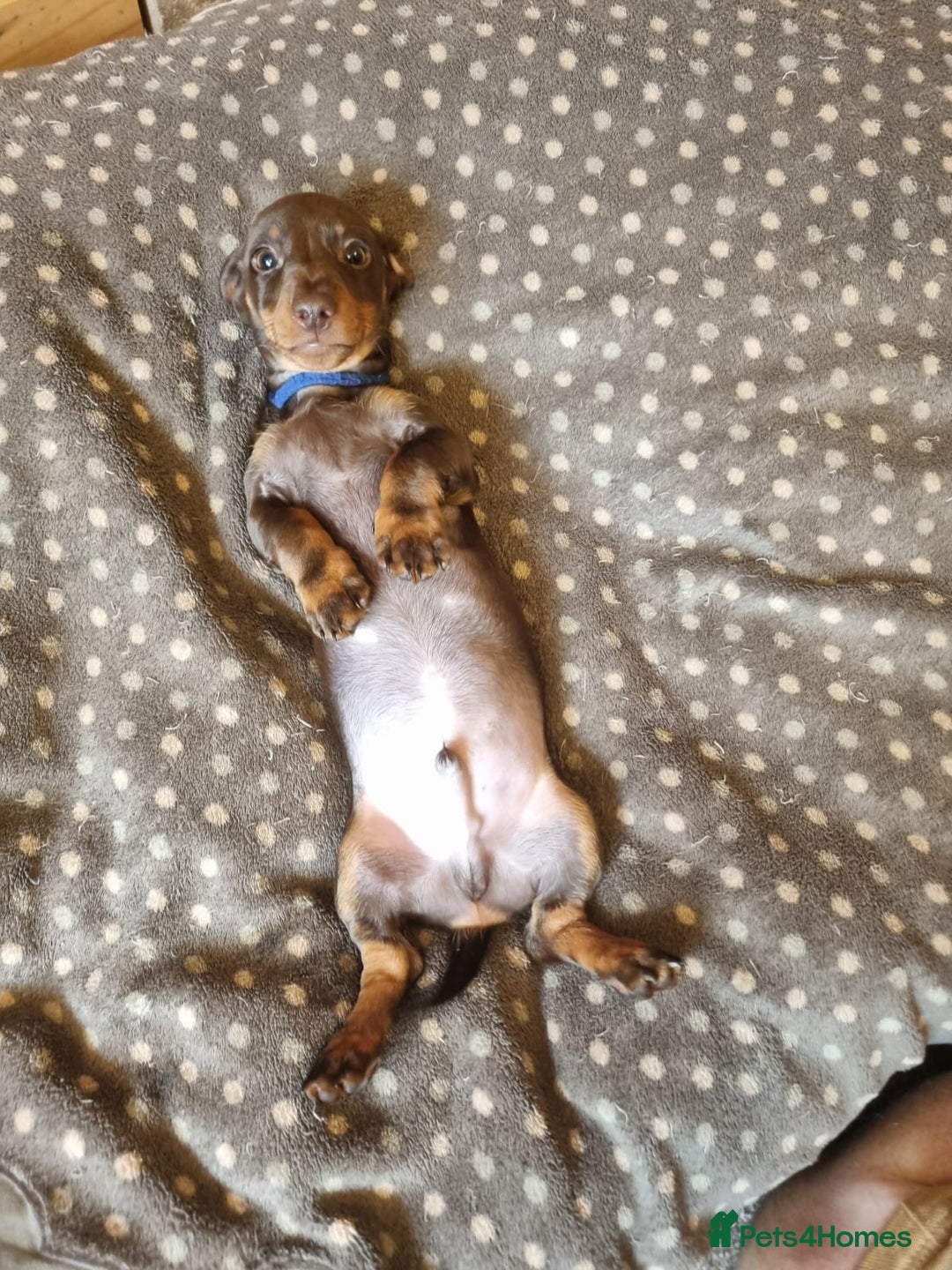Miniature Dachshund dogs for sale: Gorgeous Mini Smooth Dachshunds Ready Now - Image 20